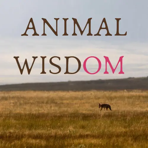 Animal Wisdom Coyote